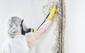 Mold Documentation for Insurance Claims in Camp Swift, TX